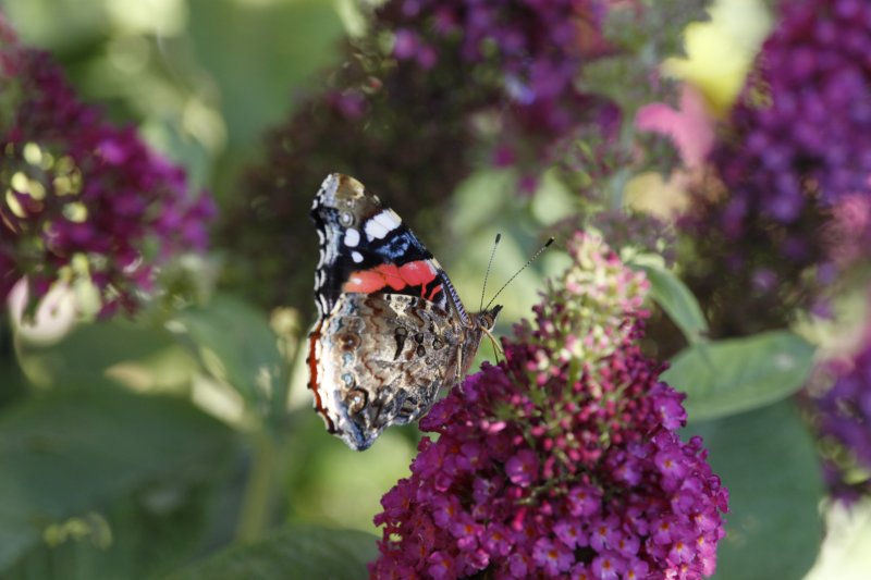 PAPILLON. VULCAIN sur BUDDLEIA. LISE JALOUX